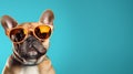Stylish French Bulldog In Sunglasses: A Retro Glamor Mash-up