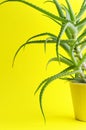 Stylish fresh green aloe vera against bright yellow background.Vertical shot. Stay positive and natural Royalty Free Stock Photo