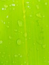 Stylish fresh nature wallpaper. Green grass and dew drops. Plant asthetics Royalty Free Stock Photo