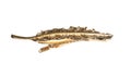 Stylish gold hair clip isolated Royalty Free Stock Photo