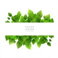 Stylish green leaves background with text space