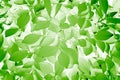 Stylish Green Leaves Texture Royalty Free Stock Photo