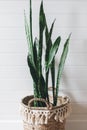 Stylish green plant sansevieria in straw pot on background of white rustic wall, copy space. Modern room decor, boho bedroom. Royalty Free Stock Photo