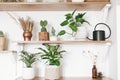 Stylish green plants, black watering can, boho wildflowers on wooden shelves. Modern hipster room decor. Cactus, epipremnum pothos