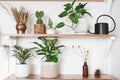Stylish green plants, black watering can, boho wildflowers on wooden shelves. Modern hipster room decor. Cactus, epipremnum pothos