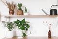 Stylish green plants, black watering can, boho wildflowers on wooden shelves. Modern hipster room decor. Cactus, epipremnum pothos