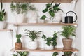 Stylish green plants and black watering can on wooden shelves. Modern hipster room decor. Cactus, asparagus , dracaena, epipremnum