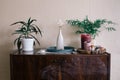 Stylish green plants in pots and accessories on wooden vintage dresser on background of beige wall.