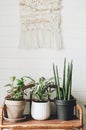 Stylish green plants in pots on wooden vintage stand on background of white rustic wall with embroidery hanging. Peperomia,