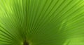 Tropical background for banners, invitations, advertising and posts. Washingtonia palm trees leaves macro photo