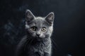 Stylish Grey Cat With Textured Fur Poses Against A Dark Background