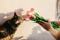 Stylish hipster girl and her cat smelling tulips in morning in r Royalty Free Stock Photo