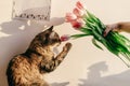 Stylish hipster girl and her cat smelling tulips in morning in r Royalty Free Stock Photo