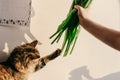 Stylish hipster girl and her cat smelling tulips in morning in r Royalty Free Stock Photo