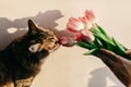 Stylish hipster girl playing with her cute cat with tulips in mo Royalty Free Stock Photo