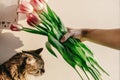 Stylish hipster girl playing with her cute cat with tulips in mo Royalty Free Stock Photo