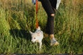 Stylish hipster girl walking with cute white puppy in summer park. Young woman on a walk with her doggy in warm sunshine light. Royalty Free Stock Photo