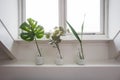 The stylish interior of home garden with different ceramic and concrete pots on the window sill.