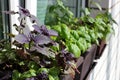 The stylish interior of home garden on the window sill. Fresh herbs on the window sill: multicolored basil