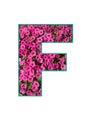 Stylish letter F text typography font lettering symbol graphic colorful natural spring magenta pink petunia flowers inside