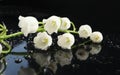 Lily of the valley flower with water drops on a black glossy surface macro Royalty Free Stock Photo