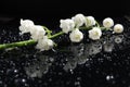 Stylish lily of the valley flower with water drops on a black glossy surface macro Royalty Free Stock Photo