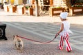 Stylish little girl walks with a dog along a city street Royalty Free Stock Photo