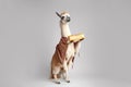 stylish Llama hipster with a baguette, Generative AI