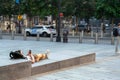 Stylish man reclines in NYC park looking at phone NYPD on busy street Royalty Free Stock Photo