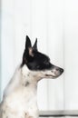 Stylish and minimalistic photo of a dog in profile, portrait of a basenji on a simple background