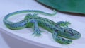 Stylish mousse cake with turquoise mirror glaze. Decorative lizard cake, closeup