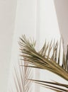 Stylish palm shadows sunlight on white wall. Minimal aesthetic nature background