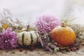 Stylish pumpkins, purple dahlias flowers, heather on rustic old wooden background in light. Atmospheric autumn image. Fall rural Royalty Free Stock Photo