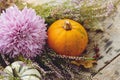 Stylish pumpkins, purple dahlias flowers, heather on rustic old wooden background in light. Atmospheric autumn image. Fall rural Royalty Free Stock Photo