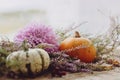 Stylish pumpkins, purple dahlias flowers, heather on rustic old wooden background in light. Atmospheric autumn image. Fall rural Royalty Free Stock Photo