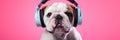 Stylish, purebred dog, english bulldog wearing sport stylish clothes and listening to music in headphones against pink studio