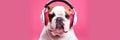 Stylish, purebred dog, english bulldog wearing sport stylish clothes and listening to music in headphones against pink studio