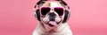 Stylish, purebred dog, english bulldog wearing sport stylish clothes and listening to music in headphones against pink studio