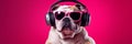 Stylish, purebred dog, english bulldog wearing sport stylish clothes and listening to music in headphones against pink studio