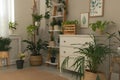 Stylish room interior with beautiful houseplants and furniture near grey wall Royalty Free Stock Photo