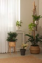 Stylish room interior with beautiful houseplants near window Royalty Free Stock Photo