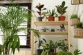 Room interior with different home plants