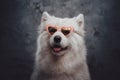 Stylish samoyed doggy with pink heart shaped sunglasses Royalty Free Stock Photo