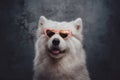 Stylish samoyed doggy with pink heart shaped sunglasses Royalty Free Stock Photo