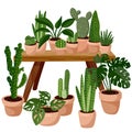 Stylish scandic living room interior - table with succulent potted plants on it. Home lagom decoration. Cozy season. Modern
