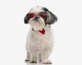 stylish shih tzu wearing love sunglasses and bowtie Royalty Free Stock Photo