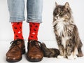 Stylish shoes, bright socks and sweet kitten Royalty Free Stock Photo