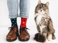 Stylish shoes, bright socks and sweet kitten Royalty Free Stock Photo