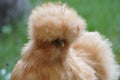 Stylish silkie chicken close up