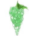 Stylish sketch of a beautiful appetizing healthy fresh fruit green grapes